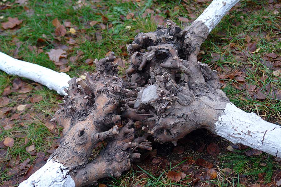 detail of the coppice stools.