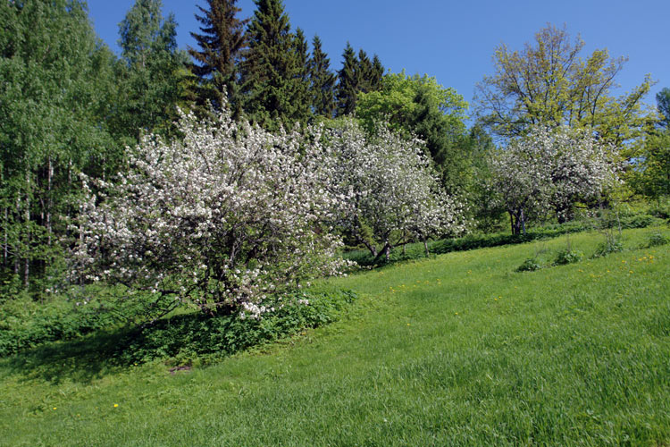 Apple blossom in POAM Finland.